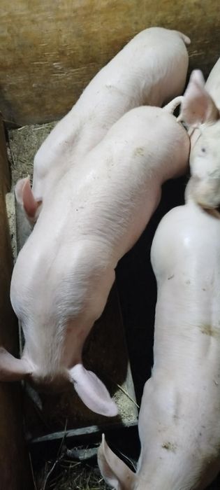 Продам поросята 18-20кг