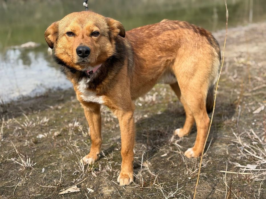 Pies z historią chwytającą za serce !!