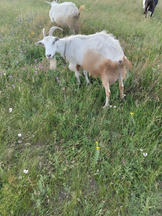 Продам коз 4 штуки