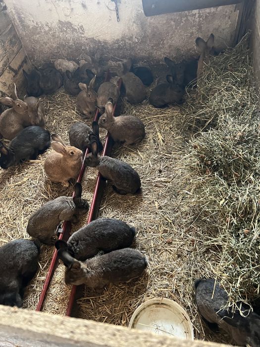 Na sprzedaż młode króliki. (Samce i samiczki)