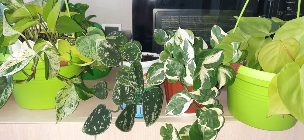 Хойя iml-361, сциндапсус, сингониум, ред батн