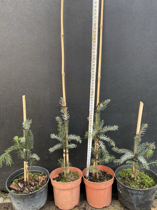 Хвойні на штамбі