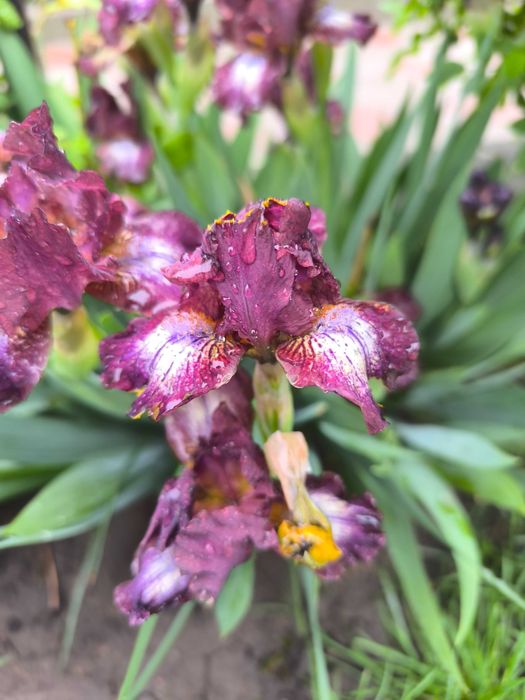 Карликові іриси набір