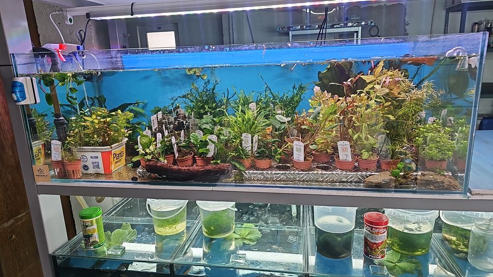 Aquário 110x50x35