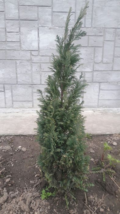 Продаються голуби туи