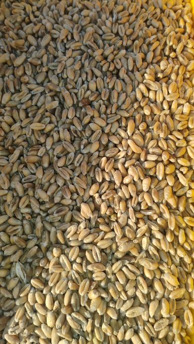 Pszenica jara odmiany tybalt jutrzenka harenda