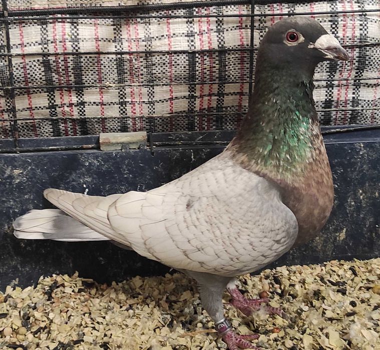 Opal, opale, reduced, rubella, pocztowy