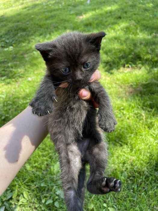 Кошенята від висловухої киці