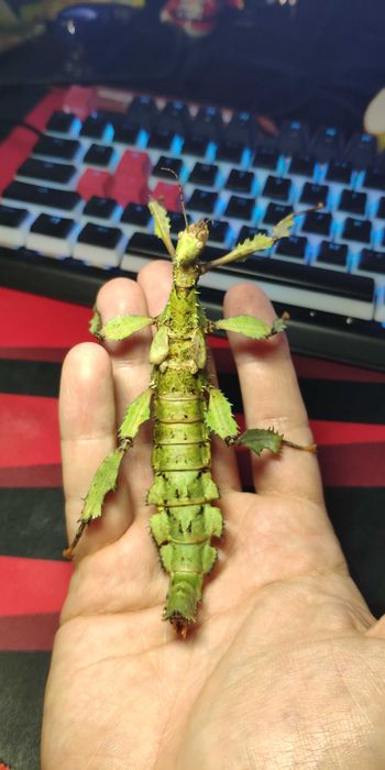 Straszyk australijski - extatosoma tiaratum