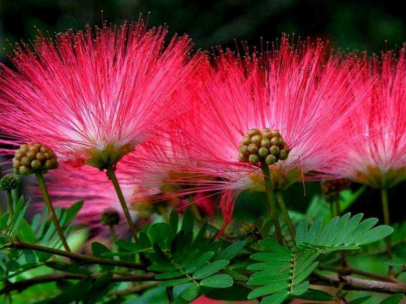 Albicja jedwabista sadzonka w doniczce 2l