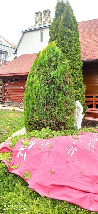 стрижка дерев декоративна (топіар) - хвойників, чагарників, фруктових