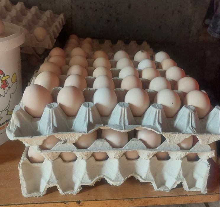 Sprzedam jajka wiejskie