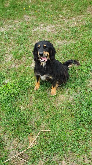 Edek  w schronisku w lututowie aktualne