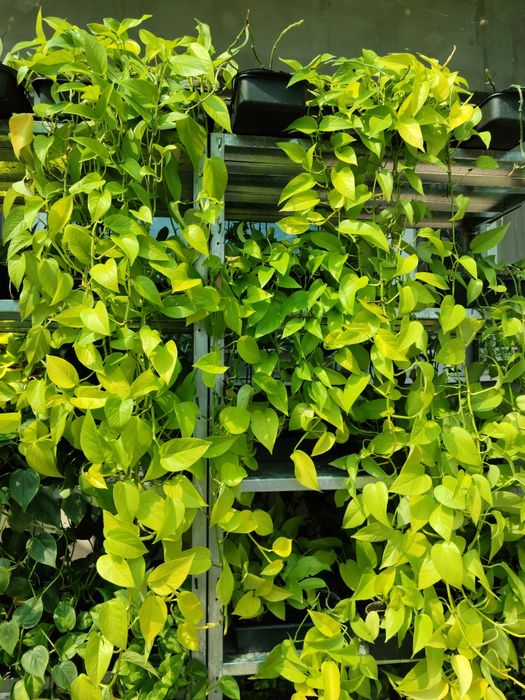 Для озеленення: сциндапсуси, епіпремнуми різних розмірів