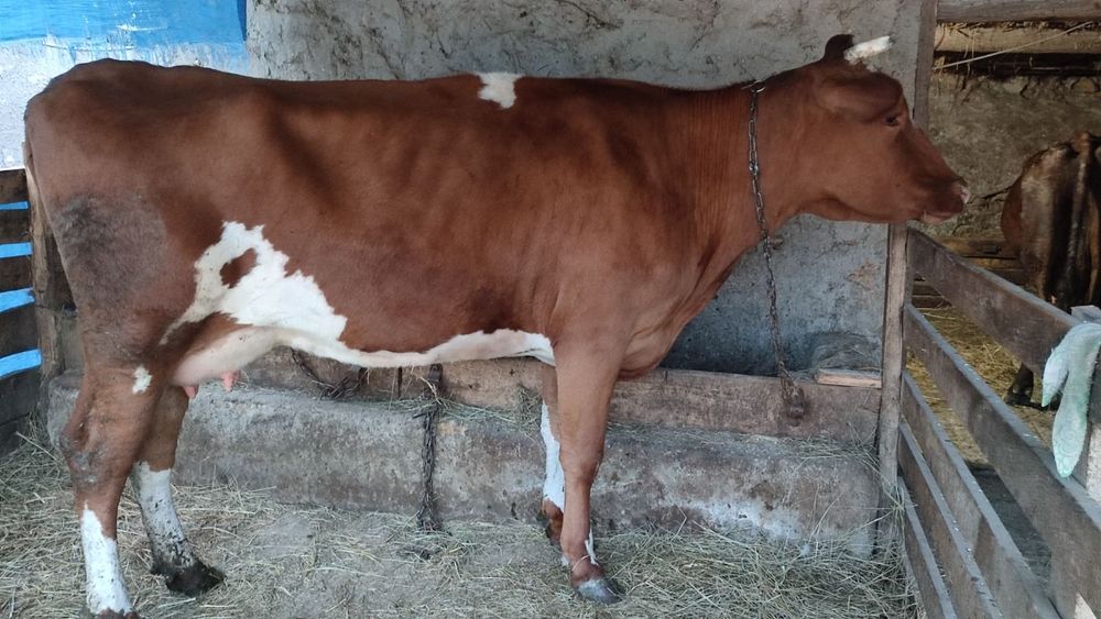 Продам корову на хозяйство