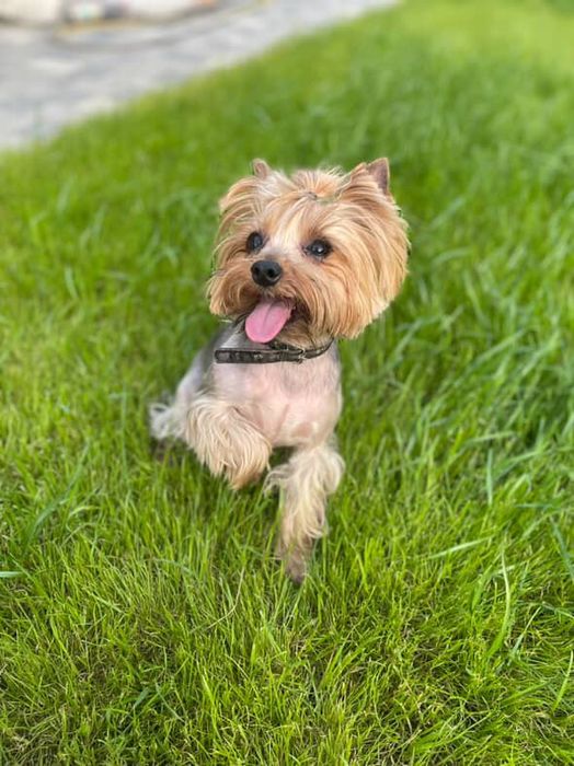 Стрижка йорків 500 грн