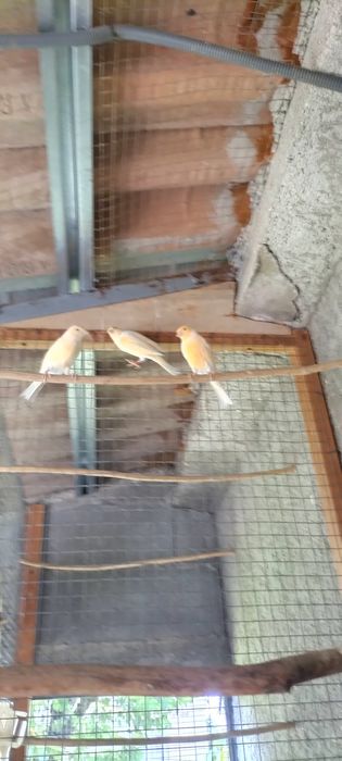 Tenho 3 canários para ceder, 2 fêmeas 1 macho