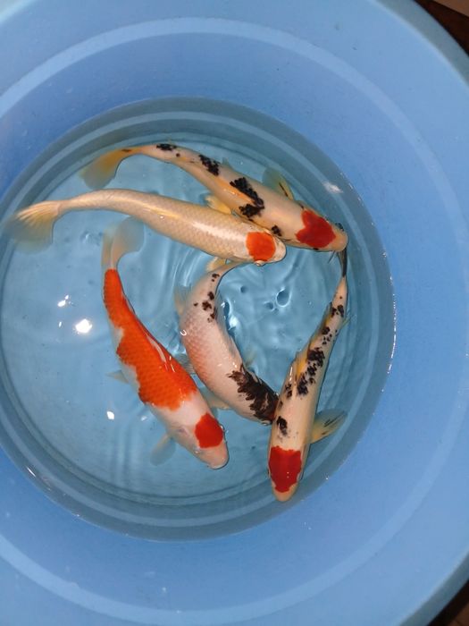 Carpas koi tancho  selecção  premium