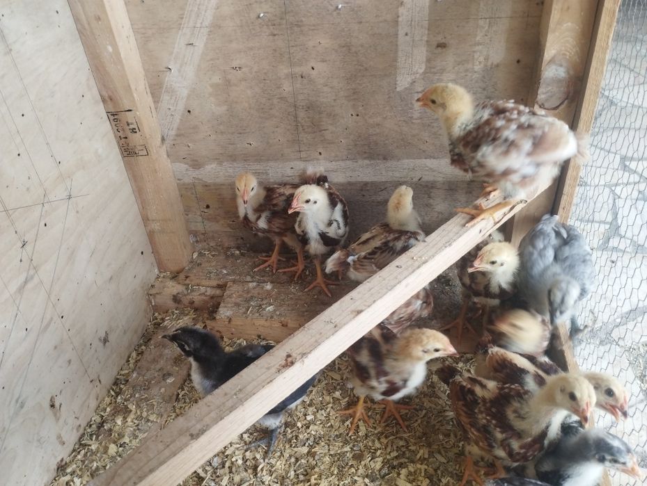 Pintos Rhode Island red puros