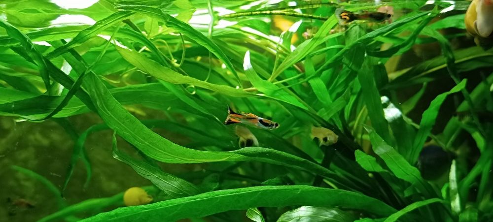 Рибки акваріумні Гупі