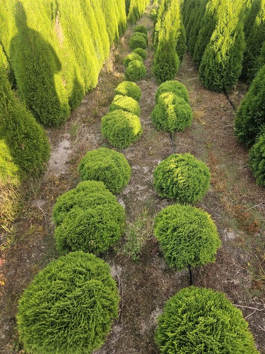 Tuja thuja szmaragd 170-180cm