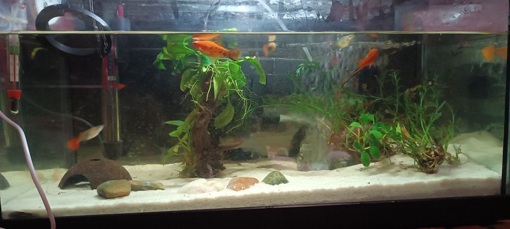 Aquário de água quente toda equipada