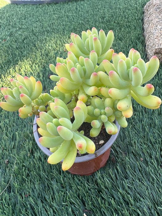 Suculentas Sedum Pachyphyllum Jelly Beans e Graptosedum Francesco Baldi preço 1€