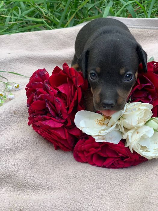 Відкриті до броні цуцики такси