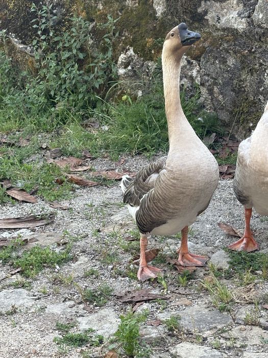 Gansa da Guine adulta