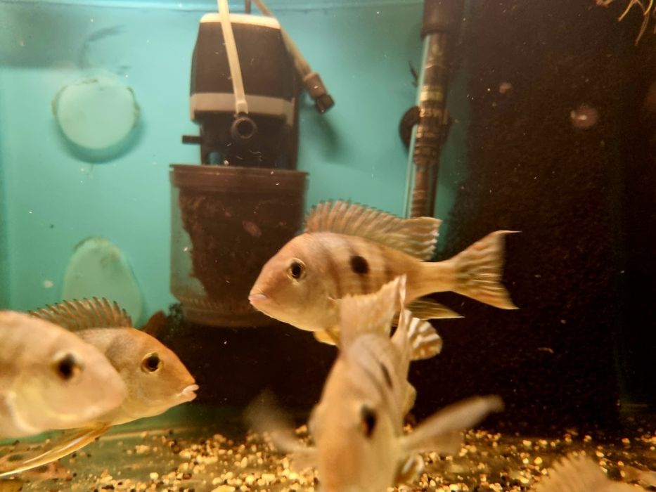 Ziemiojad Orange head tapajos