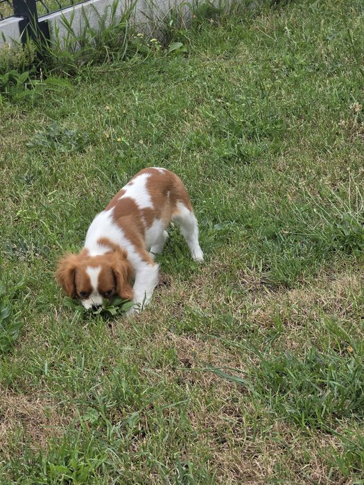 Cavalier king charles spaniel - urocza suczka