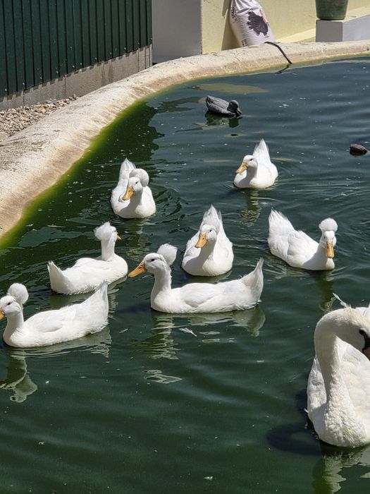 Patos de pompom jovens