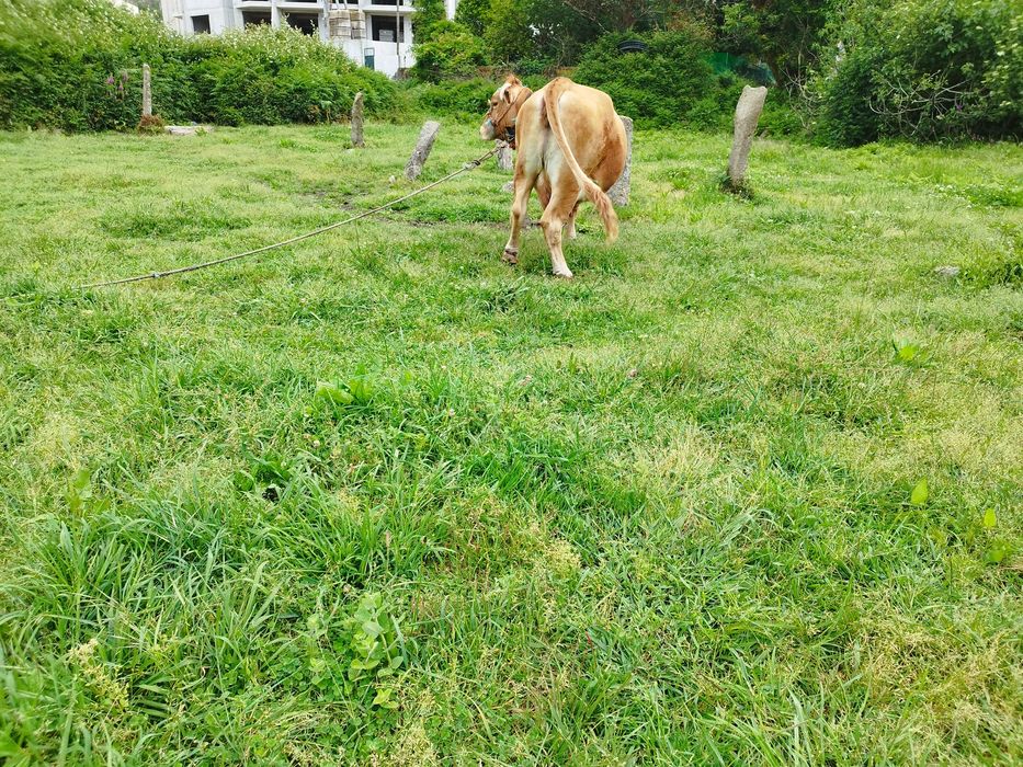 Vaca raça minhota pura