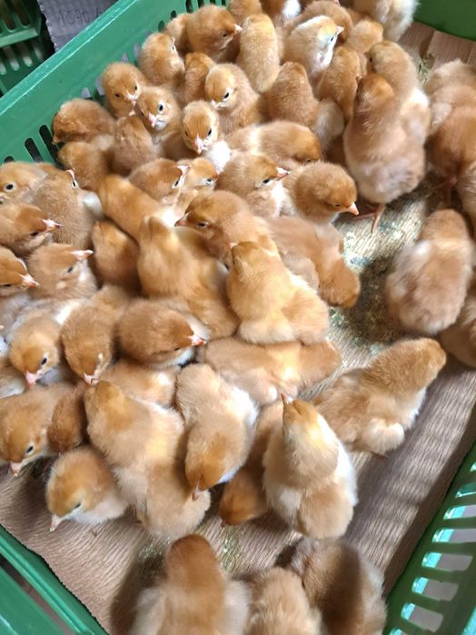 Sprzedaż drobiu jednodniowego i odchowanego – szeroka oferta