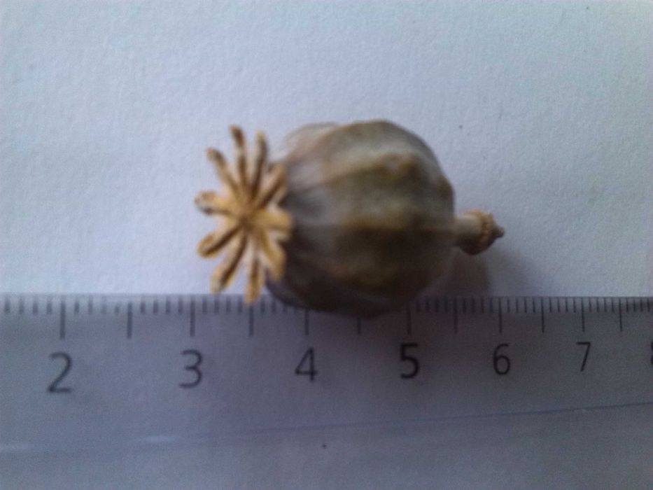 PAPOILAS Roxas e Violetas