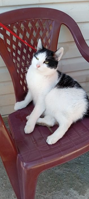 Weź mnie do Siebie Jestem Fajnym Kotkiem