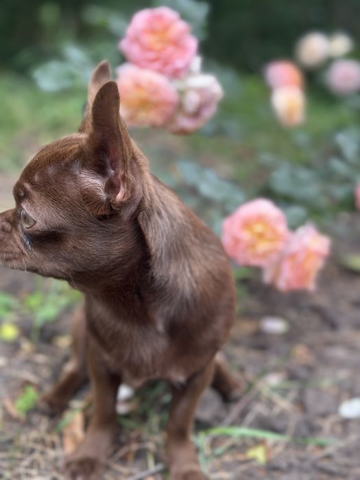Чихуахуа . Мальчик .Вязка. Ищем невесту