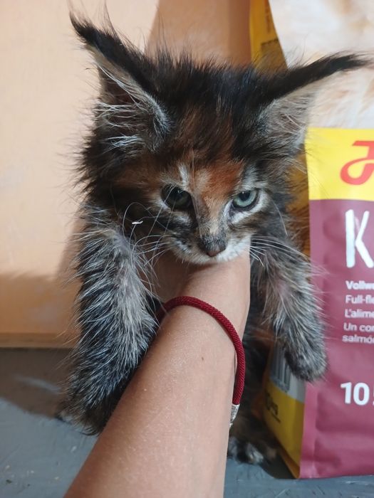 Мейн кун 1000 грн