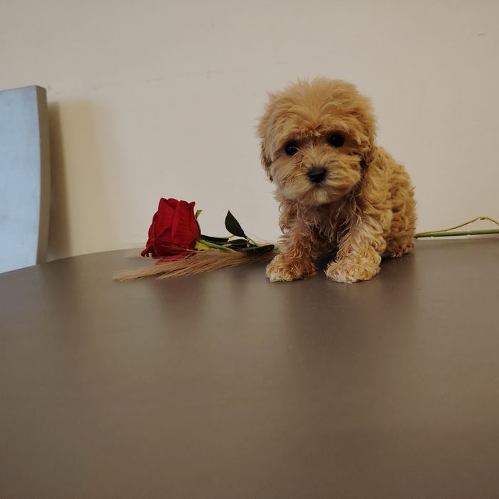 Pudel mix z yorkiem sunia