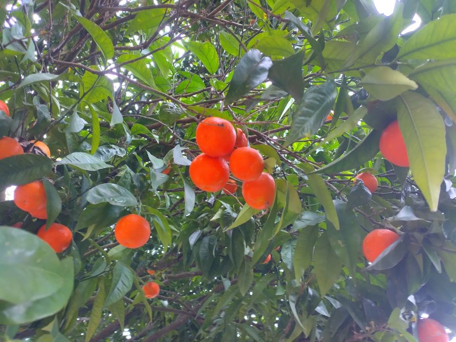Tangerinas Ecológicas