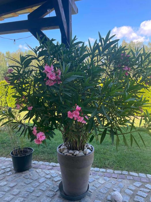 Oleander pełny różowy
