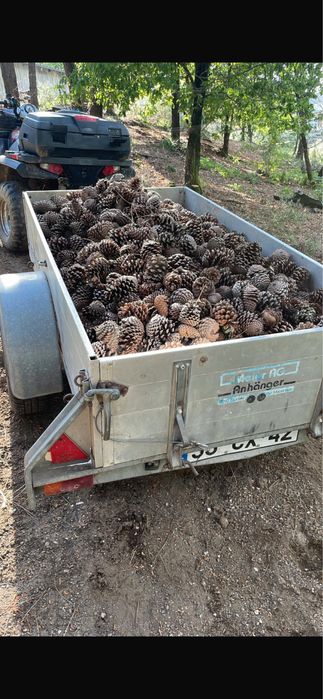 Pinhas para venda