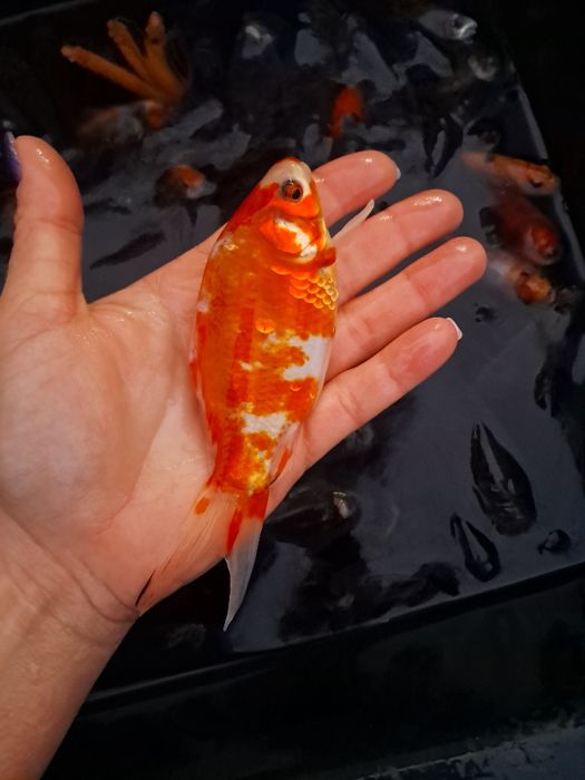 Tołpyga 15-20cm Karp Lin Jesiotry