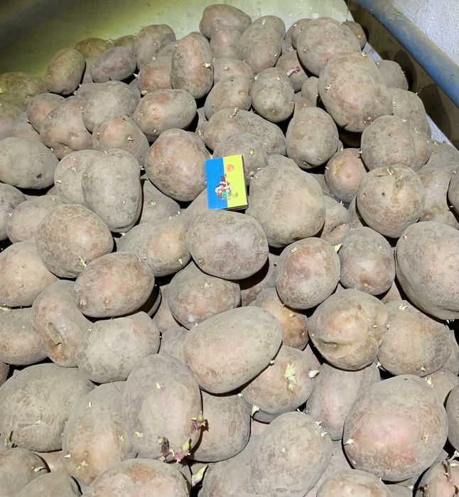 Домашня, велика картопля БЕЛЛА РОСА