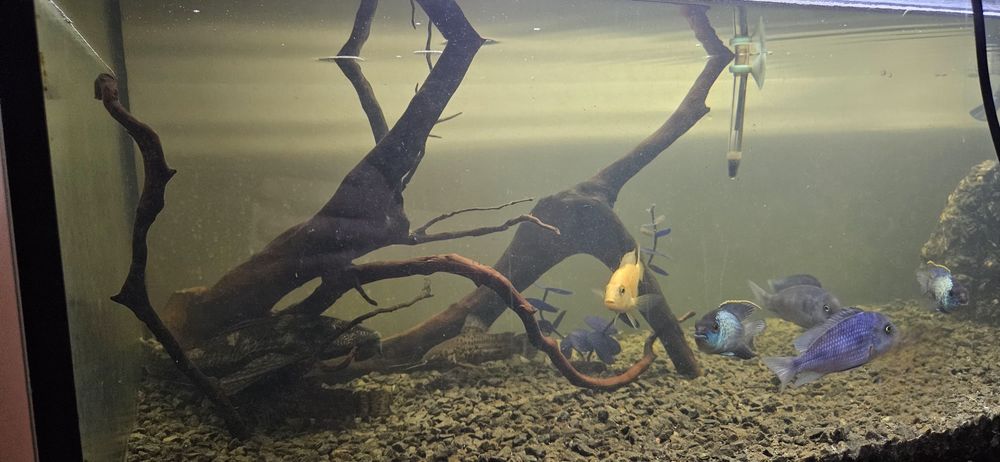 Korzeń - skały do akwarium