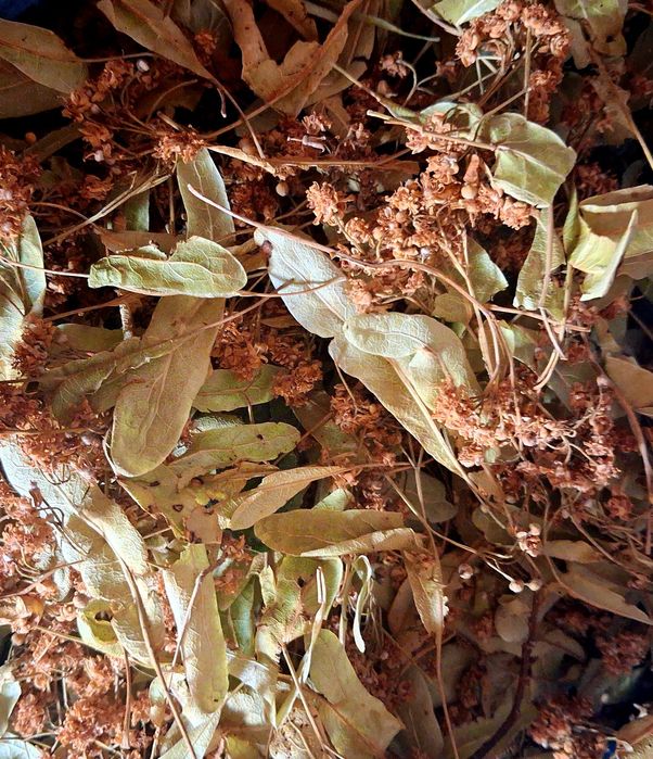 Продам сушені лікарські рослини