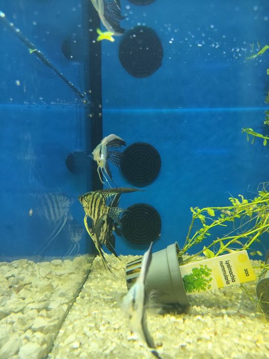 Escalares Pterophyllum scalare