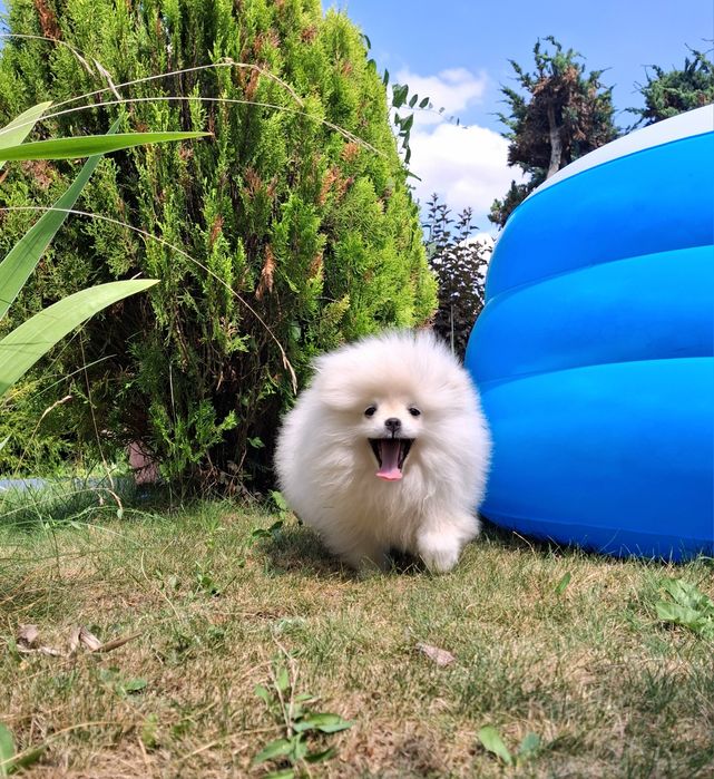Pomeranian Szpic Miniaturowy