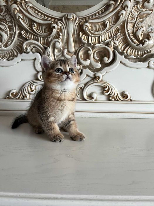 Елітна кішечка золота шиншила, золотая шиншилла. Шотландські кошенята