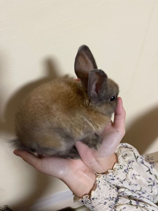 Кролики 1,5 місяців